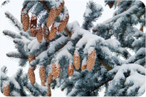 Balsam Fir