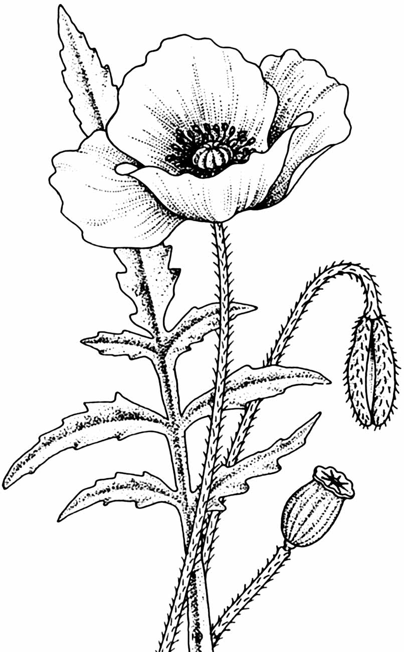 Flower Drawing