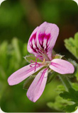 Geranium Rose Essential Oil