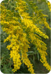 Goldenrod