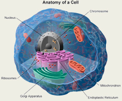 Human Cell