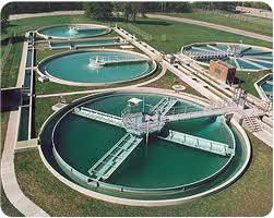 Water Plant