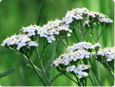 Yarrow Essential Oil