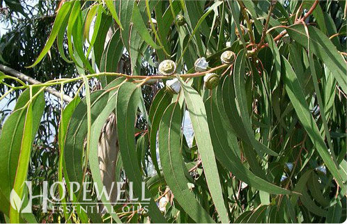 Lemon Eucalyptus (citriodora)