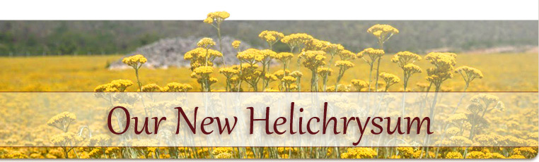 Our New Helichrysum Hopewell Essential Oil