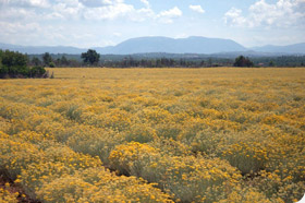 Helichrysum Farm