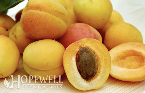 Apricot Kernel Oil - Hopewell Essential Oils
