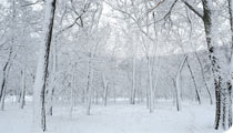 Blizzard Blitz