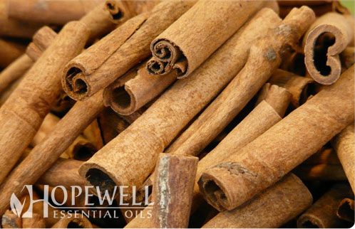Everything You Need To Know About Cinnamon Bark Oil