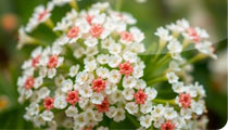 Fragonia®