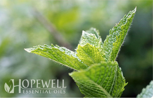 Rosemary vs Peppermint Essential Oil: How to Decide Between the Two - The  Coconut Mama