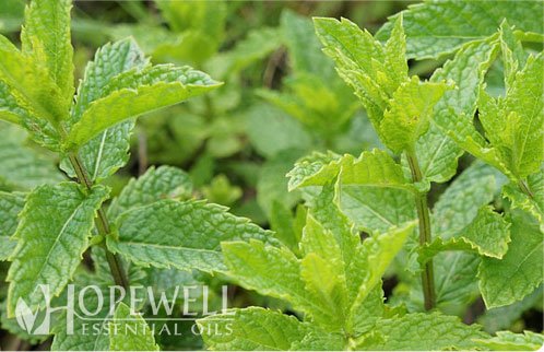 Rectified Peppermint Essential Oil (USA) (Organic)