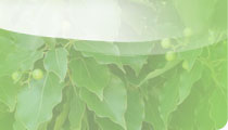Ho Leaf (Ravintsara)