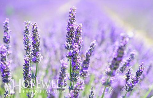 Lavender, Spike (Lavandula latifolia) essential oil, Organic – Wingsets